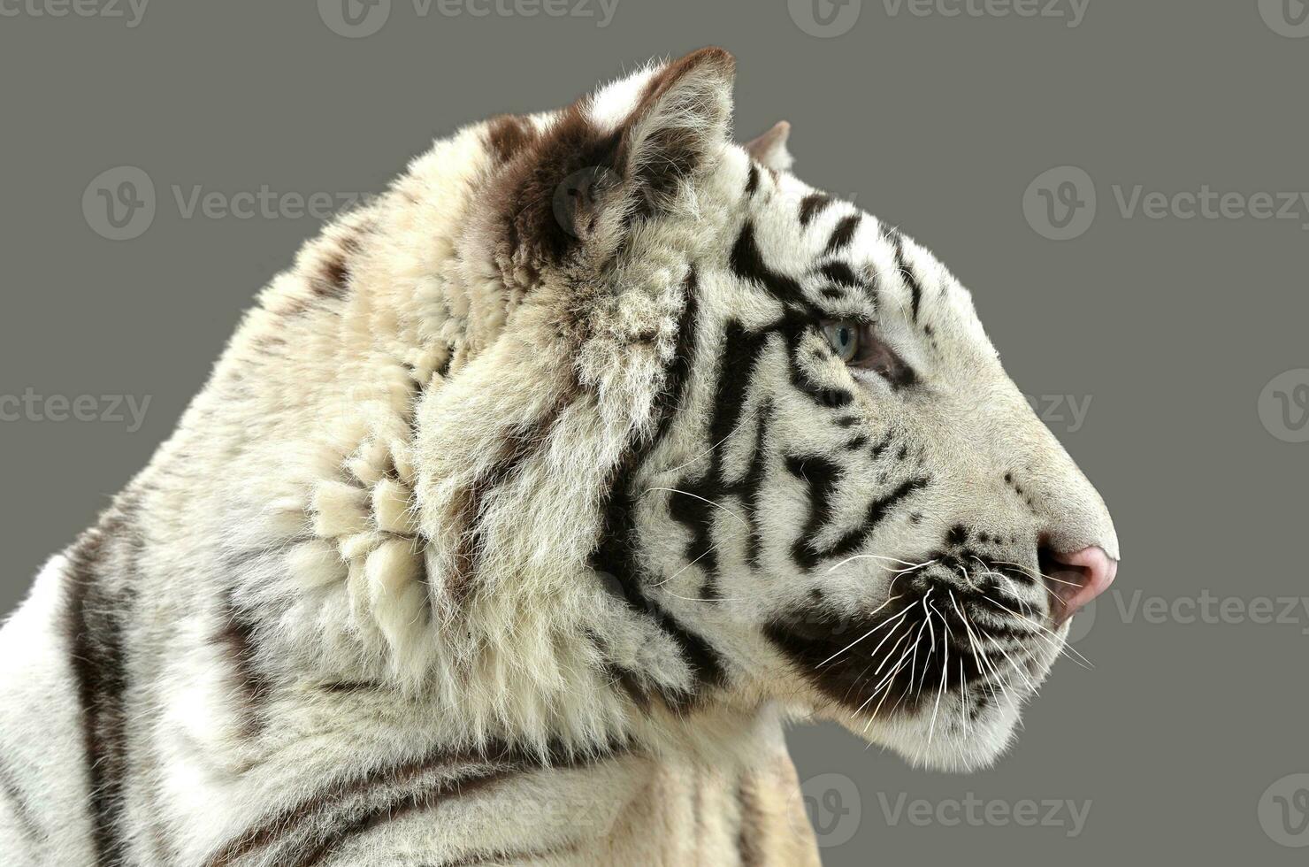 white bengal tiger isolated photo