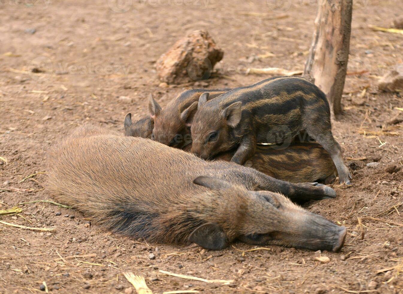 wild boar feeding their baby photo