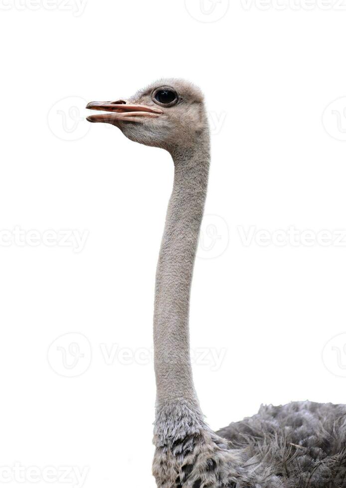 avestruz cabeza aislado foto