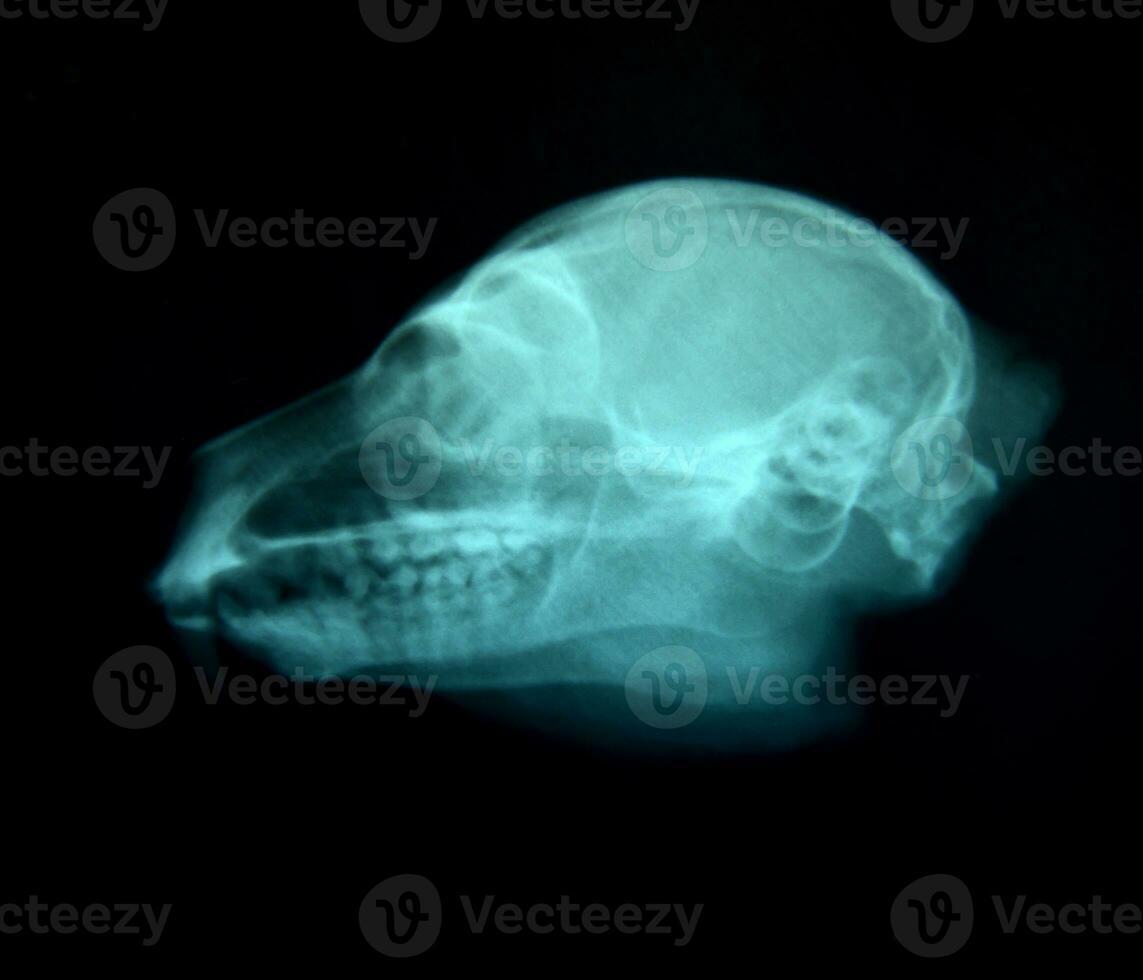 x ray picture of wild animal photo