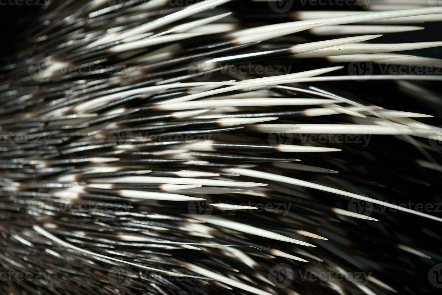 porcupine spine close up photo