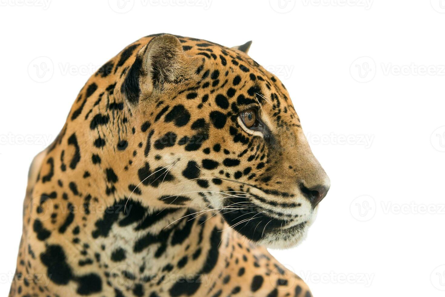 jaguar Panthera onca  isolated photo