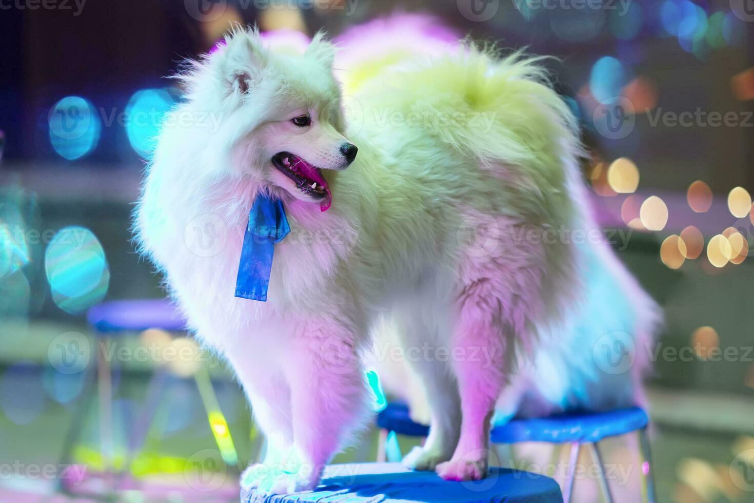 Circus trained Samoyed dog with a bow on a bokeh background. Circus dogs. photo