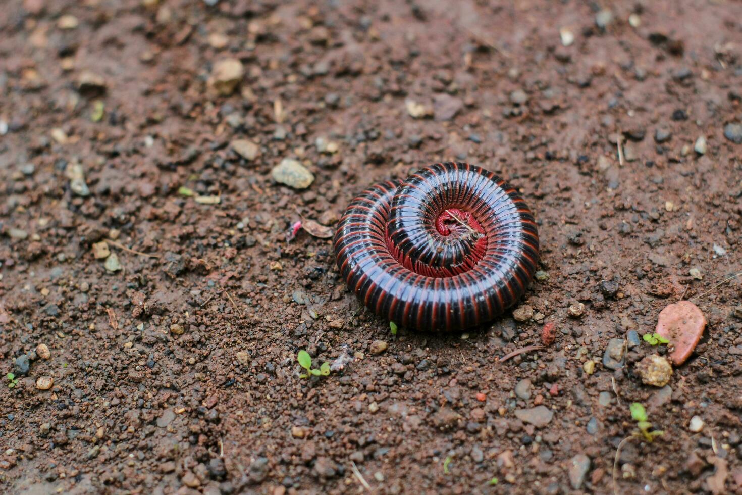 Millipedes or Diplopoda. Arthropods are characterized by having two pairs of jointed legs in most body segments. Kaki Seribu. photo