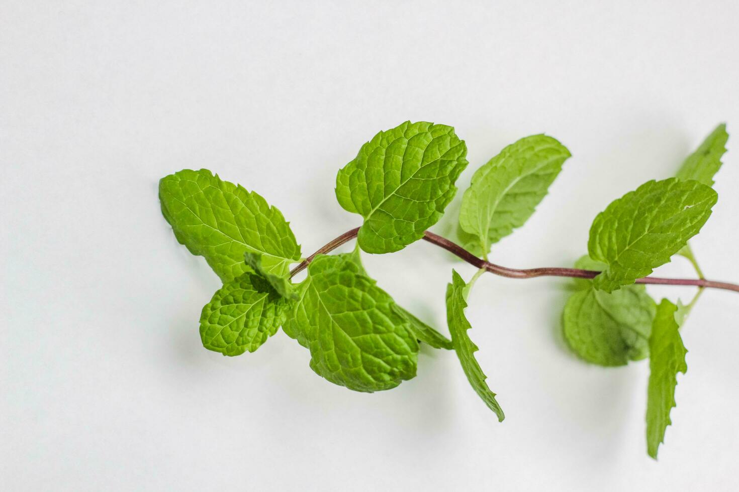 Fresh mint leaf isolated on white background. Herbal leaf. photo
