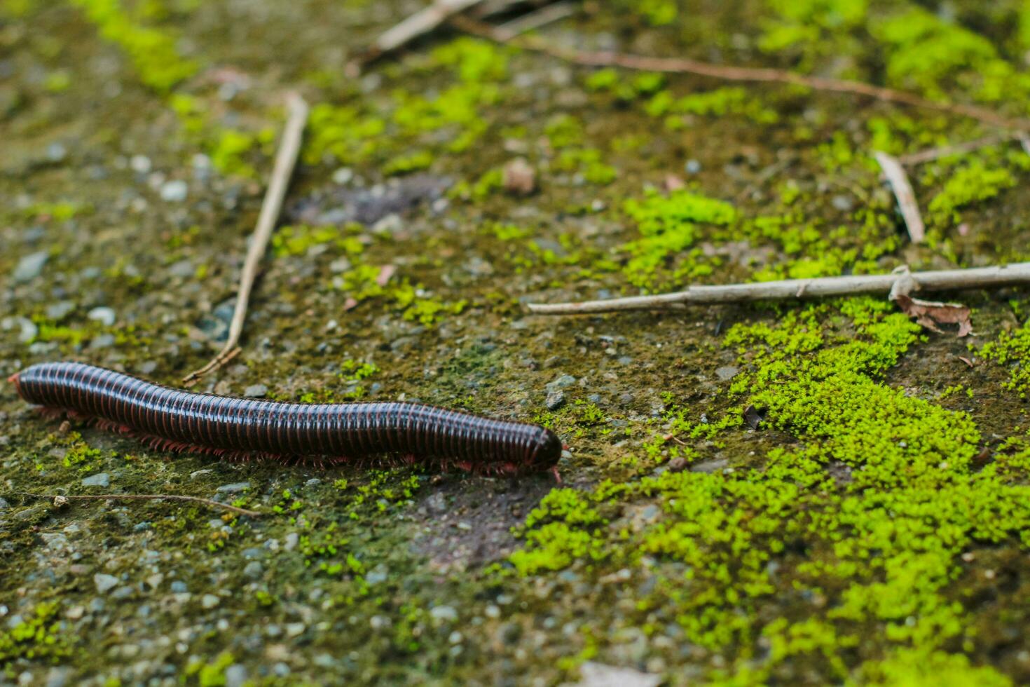 milpiés o diplopoda. artrópodos son caracterizada por teniendo dos pares de articulado piernas en más cuerpo segmentos kaki seribú foto