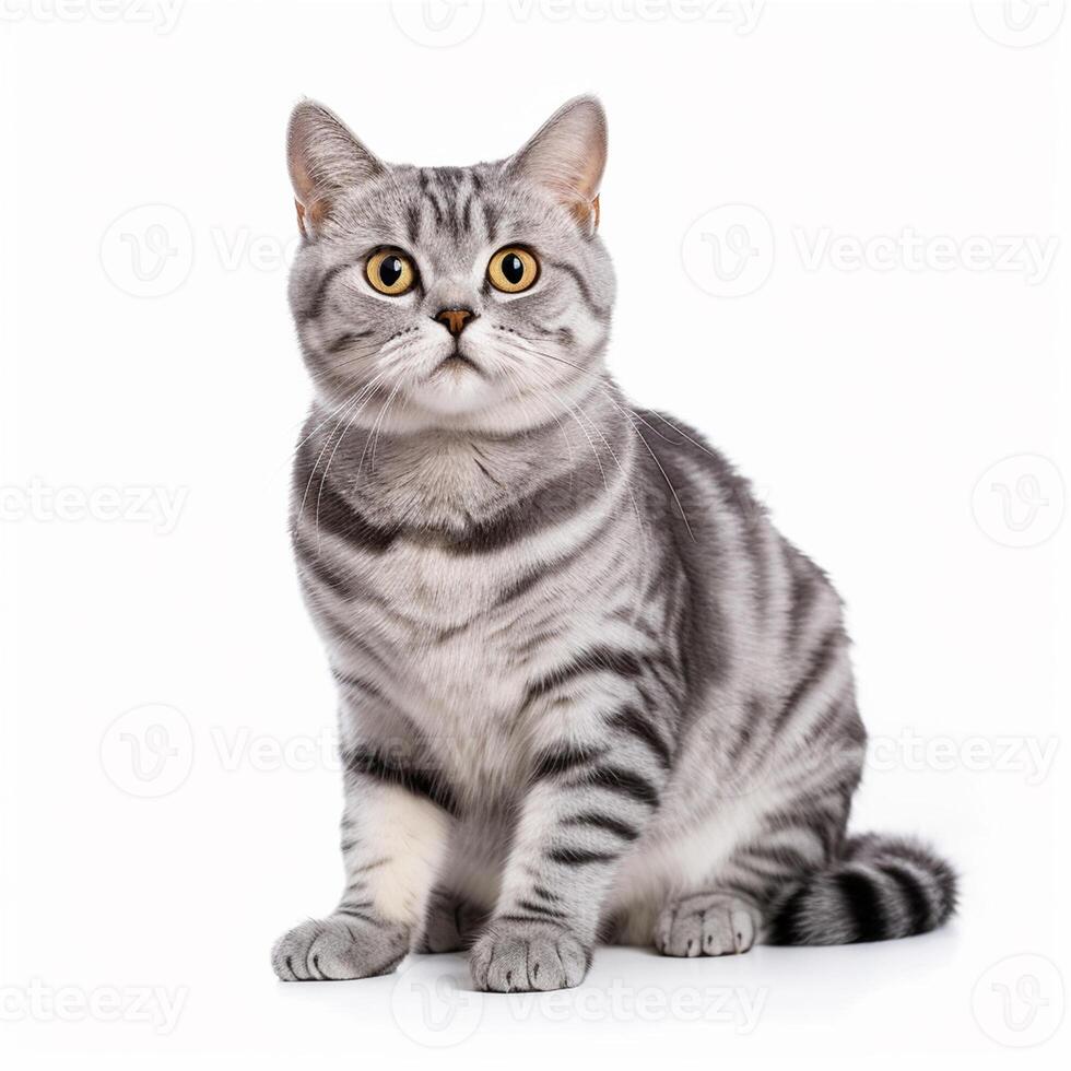 A cute and beautiful American Shorthair cat with curious eyes sits on the floor. Lovely portrait of the domestic pet isolated on white background. Adorable feline animal. Image generated by AI. photo