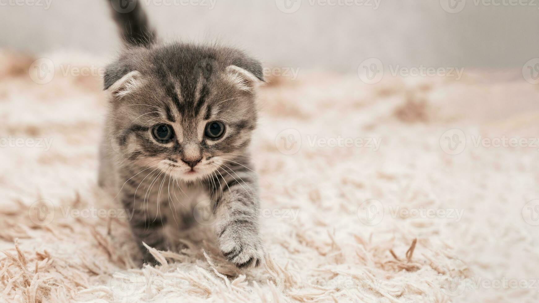 A picture of a small striped kitten walking on a soft blanket. Light background. photo