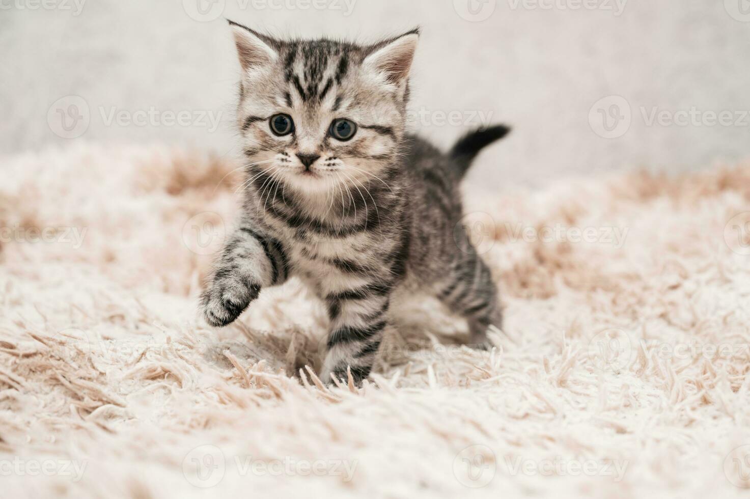Cute playful striped gray kitten on a light background. The concept of pet care. Clipart for postcards. photo