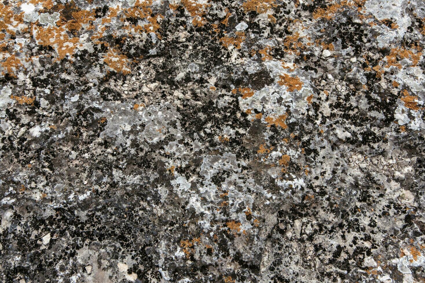 escala y escamoso liquen creciente en rocas como un natural antecedentes. modelo y textura. foto