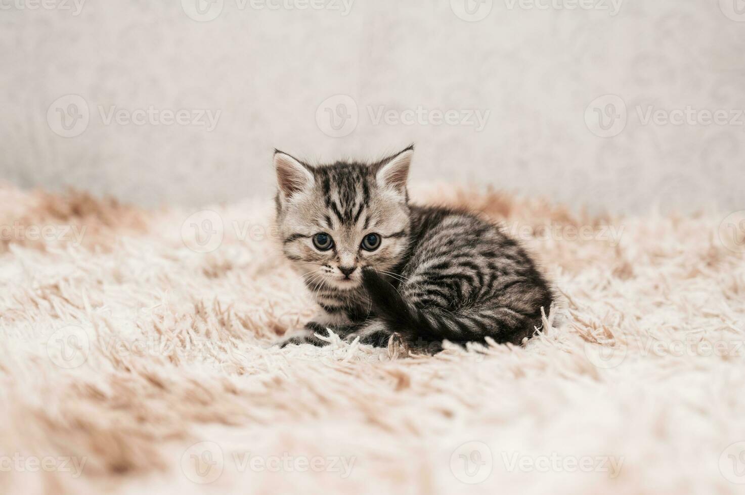 A picture of a small striped kitten walking on a soft blanket. Light background. photo