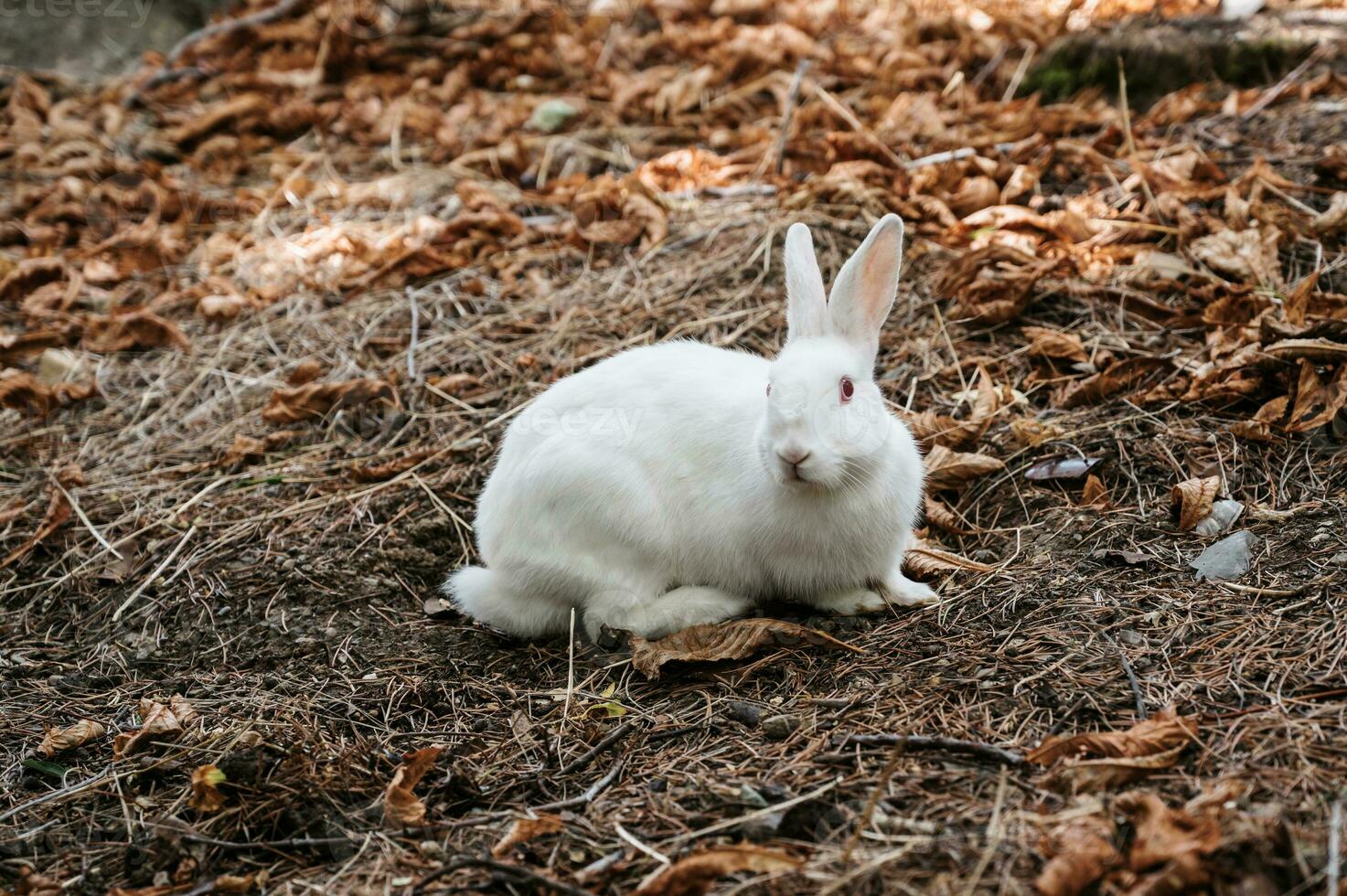 Cute little rabbit in the park in the meadow on the grass Young charming hare, playing in the garden. photo