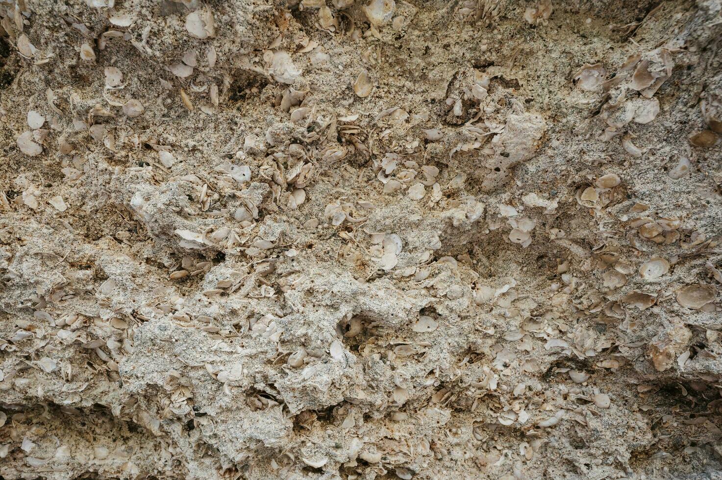 A snapshot of the texture of sedimentary limestone rock in a rock crevice photo