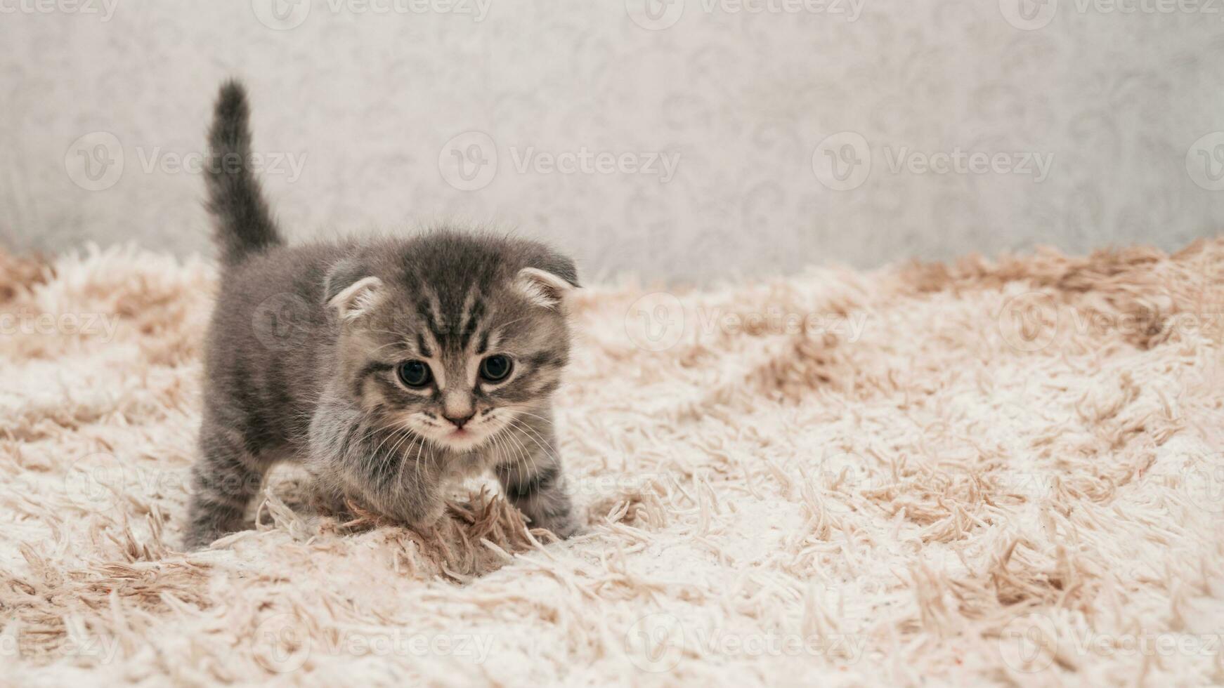 A picture of a small striped kitten playing funny and fooling around on a soft blanket. photo