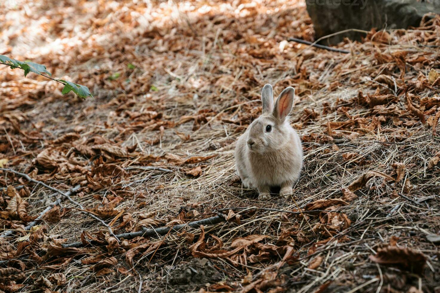 linda pequeño Conejo en el parque en el prado en el césped joven encantador liebre, jugando en el jardín. el año de el Conejo es 2023. foto