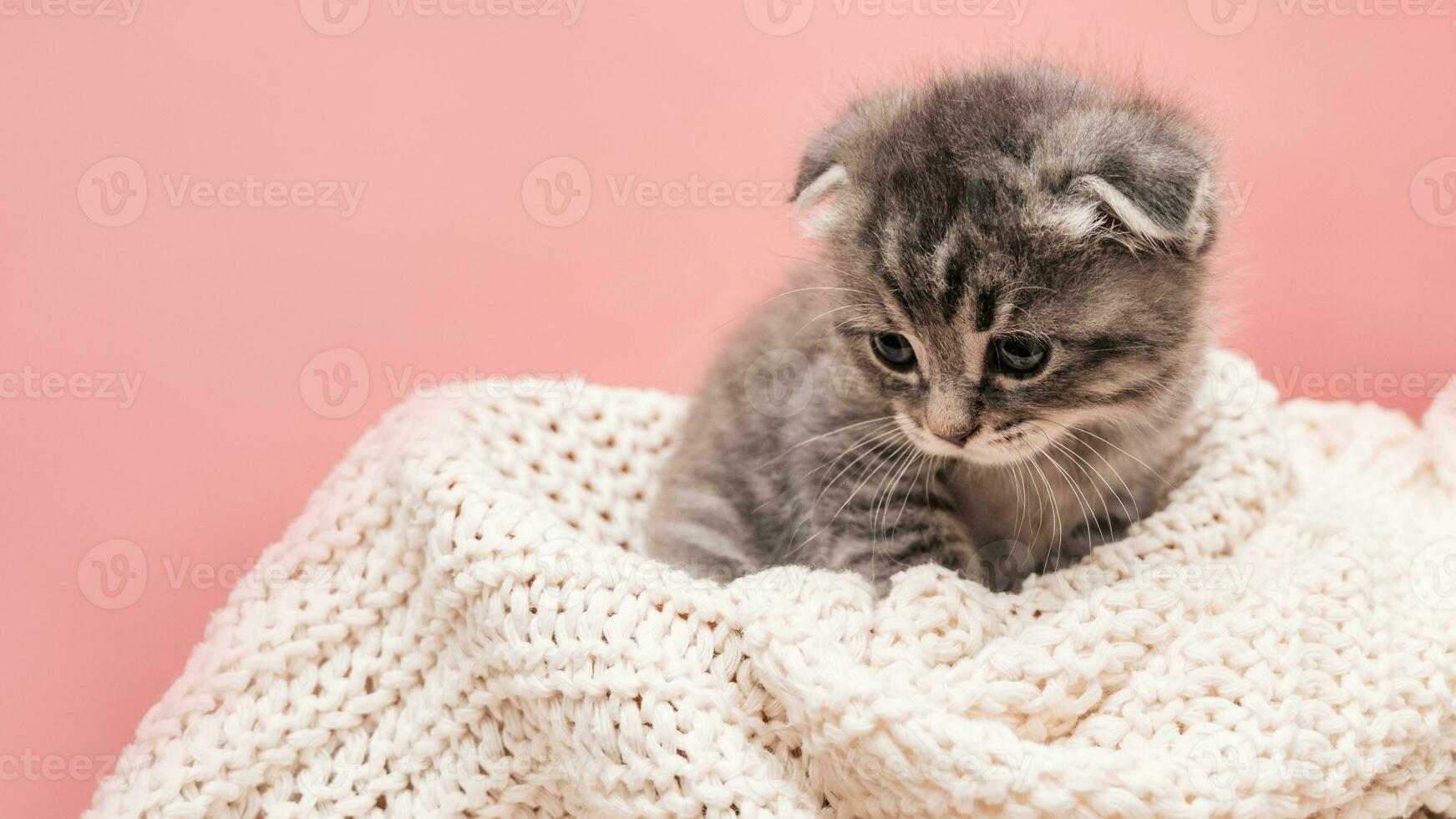 Portrait of a cute fluffy striped kitten on a light pink background with a place for your text. photo