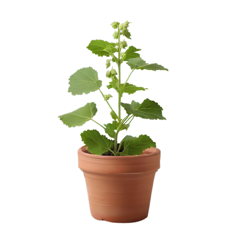 isolated flowers and tropical leaves png