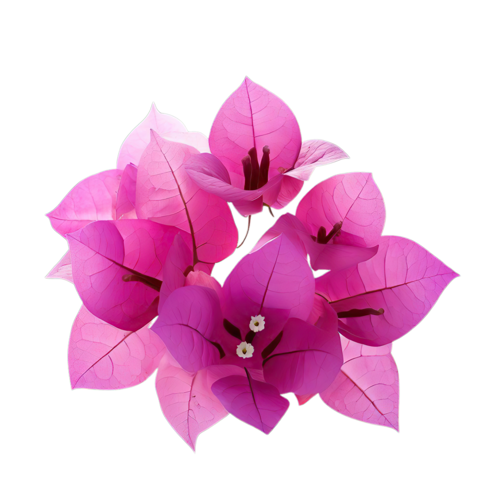 isolated flowers and tropical leaves png