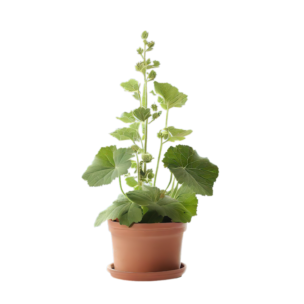 isolated flowers and tropical leaves png