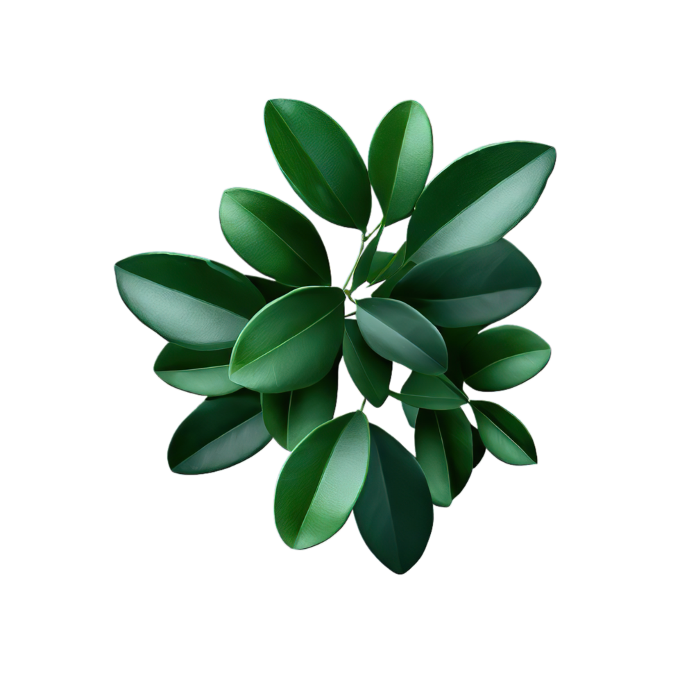 isolated flowers and tropical leaves png