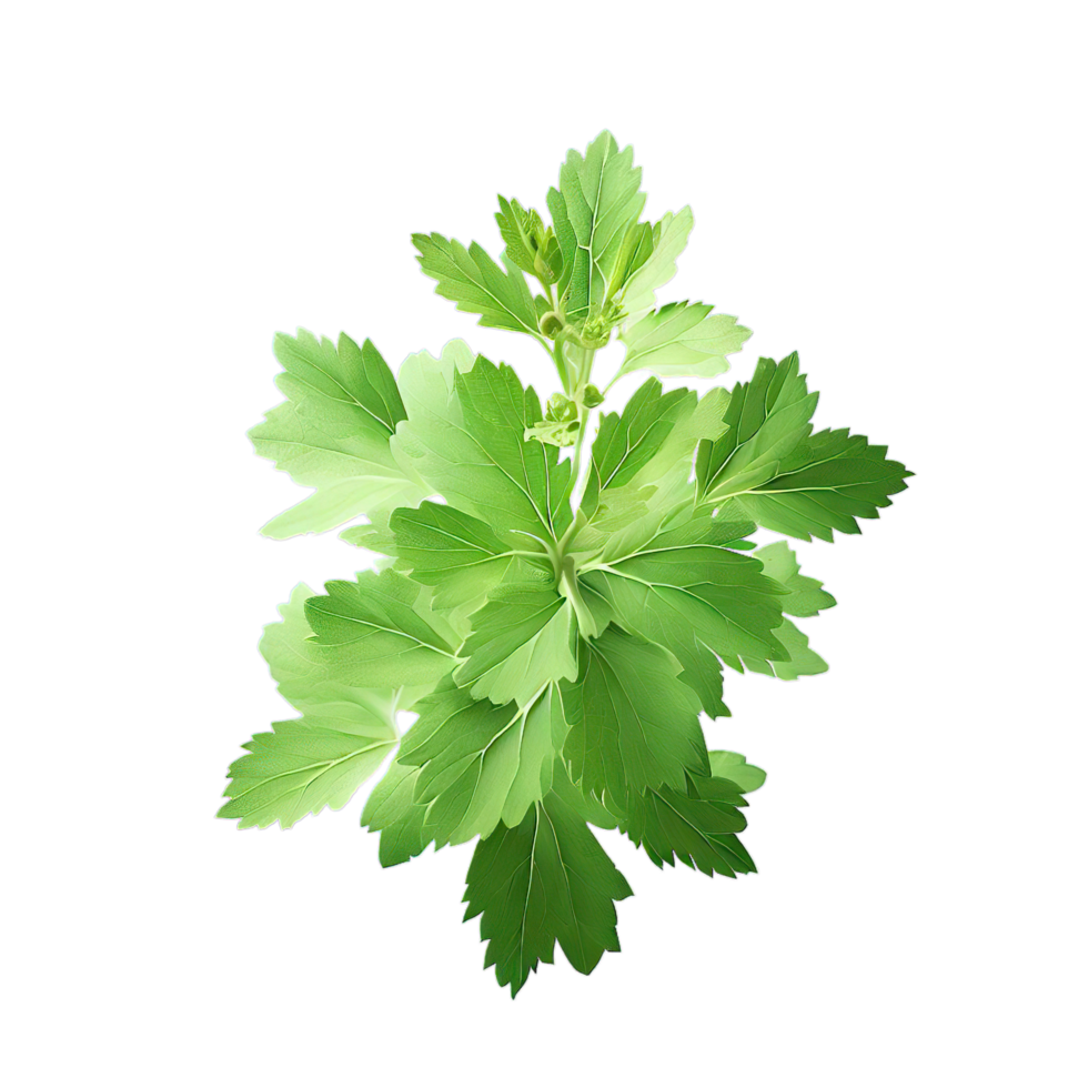 isolated flowers and tropical leaves png