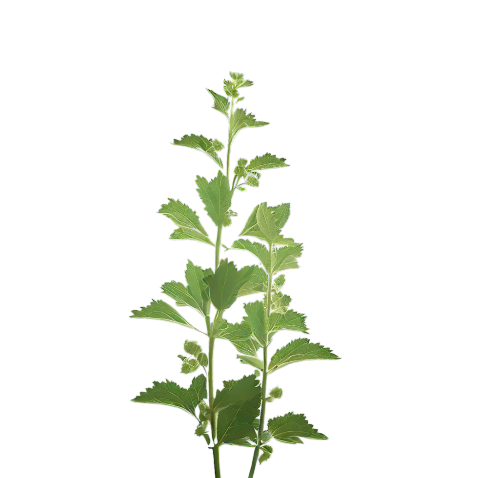 isolated flowers and tropical leaves png