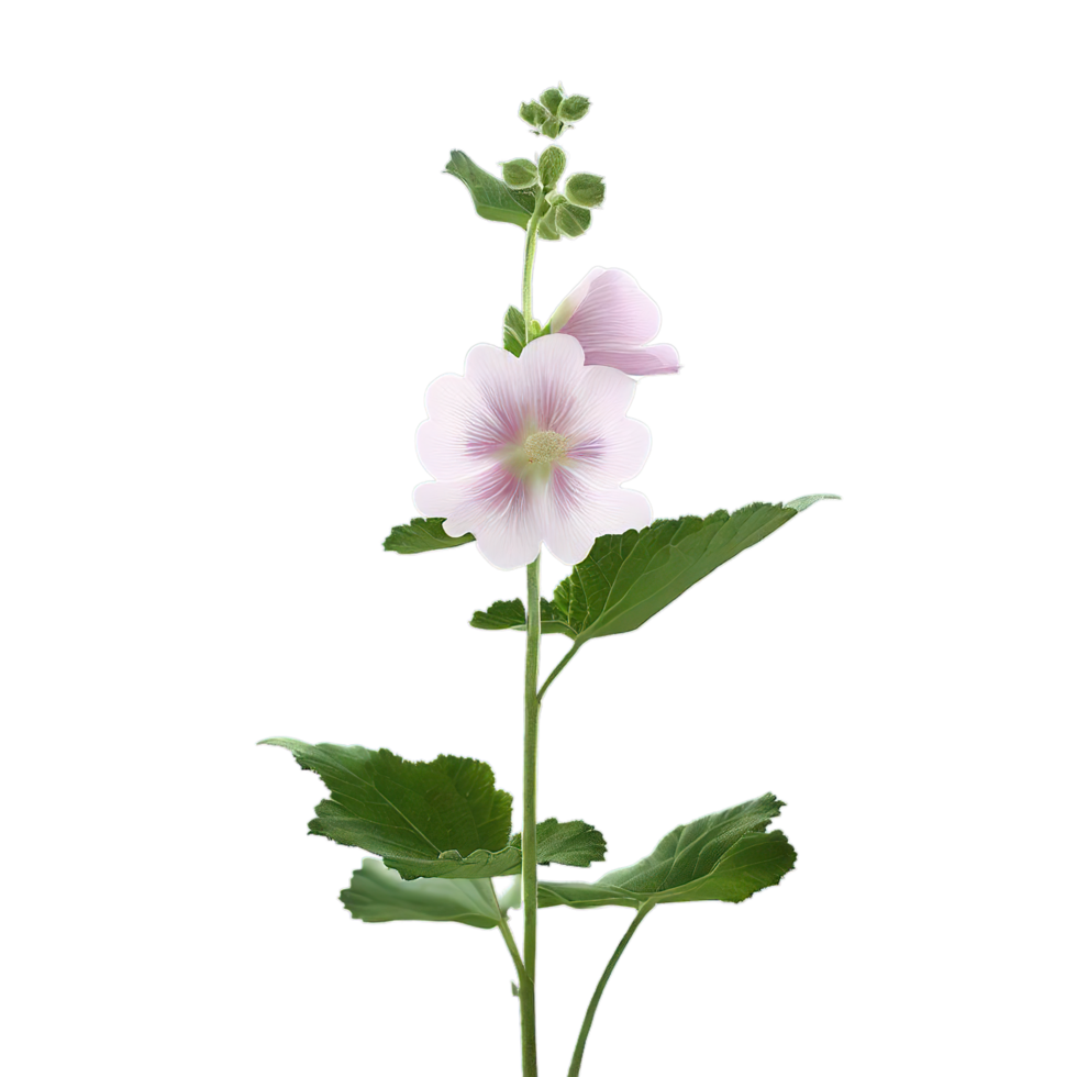 isolated flowers and tropical leaves png