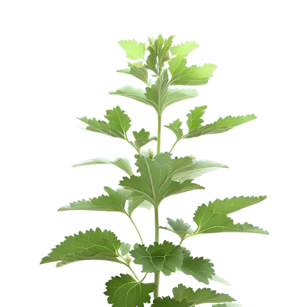 isolated flowers and tropical leaves png