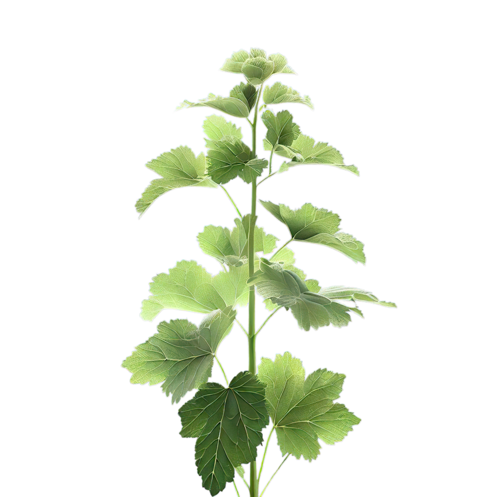 isolated flowers and tropical leaves png