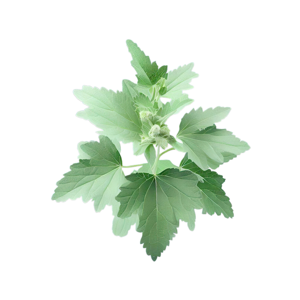 isolated flowers and tropical leaves png