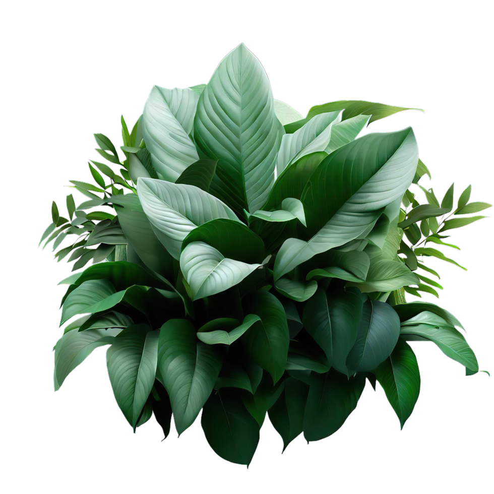 isolated flowers and tropical leaves png