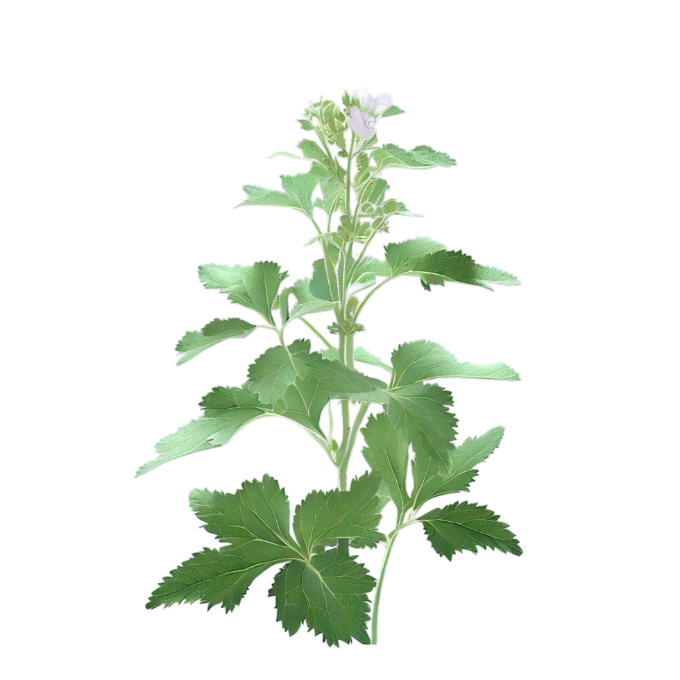 isolated flowers and tropical leaves png
