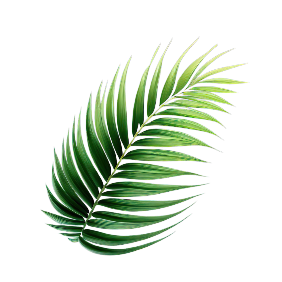 isolated palm and summer tropical leave png