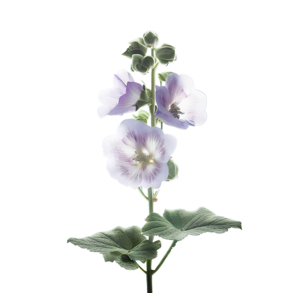 isolated flowers and tropical leaves png