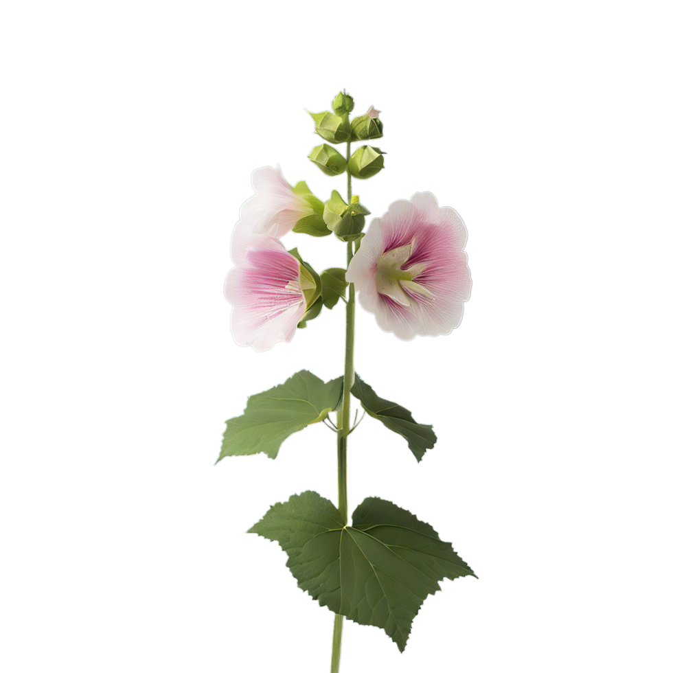 isolated flowers and tropical leaves png