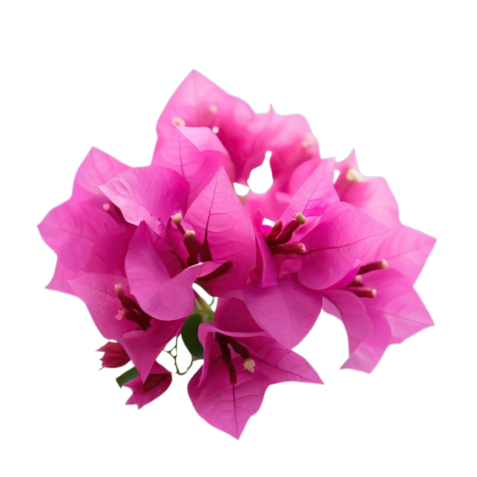 isolated flowers and tropical leaves png