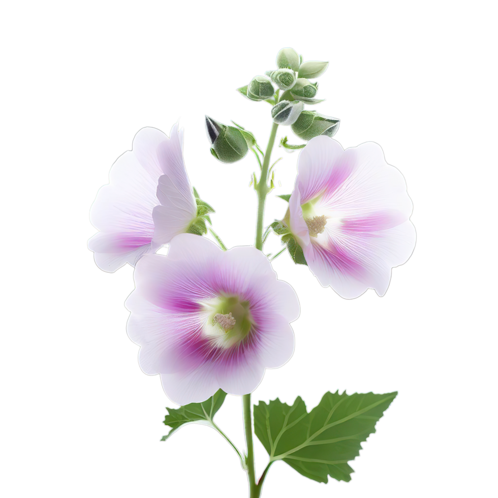isolated flowers and tropical leaves png