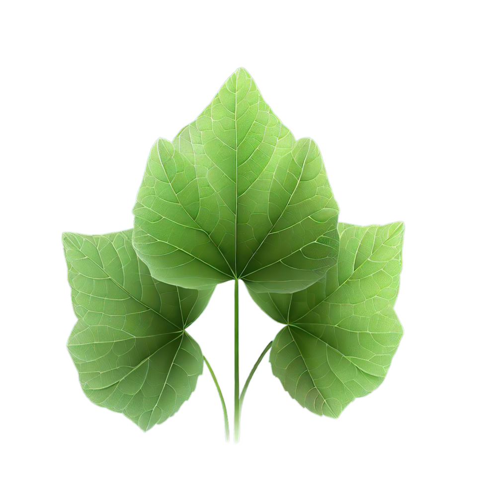 isolated flowers and tropical leaves png