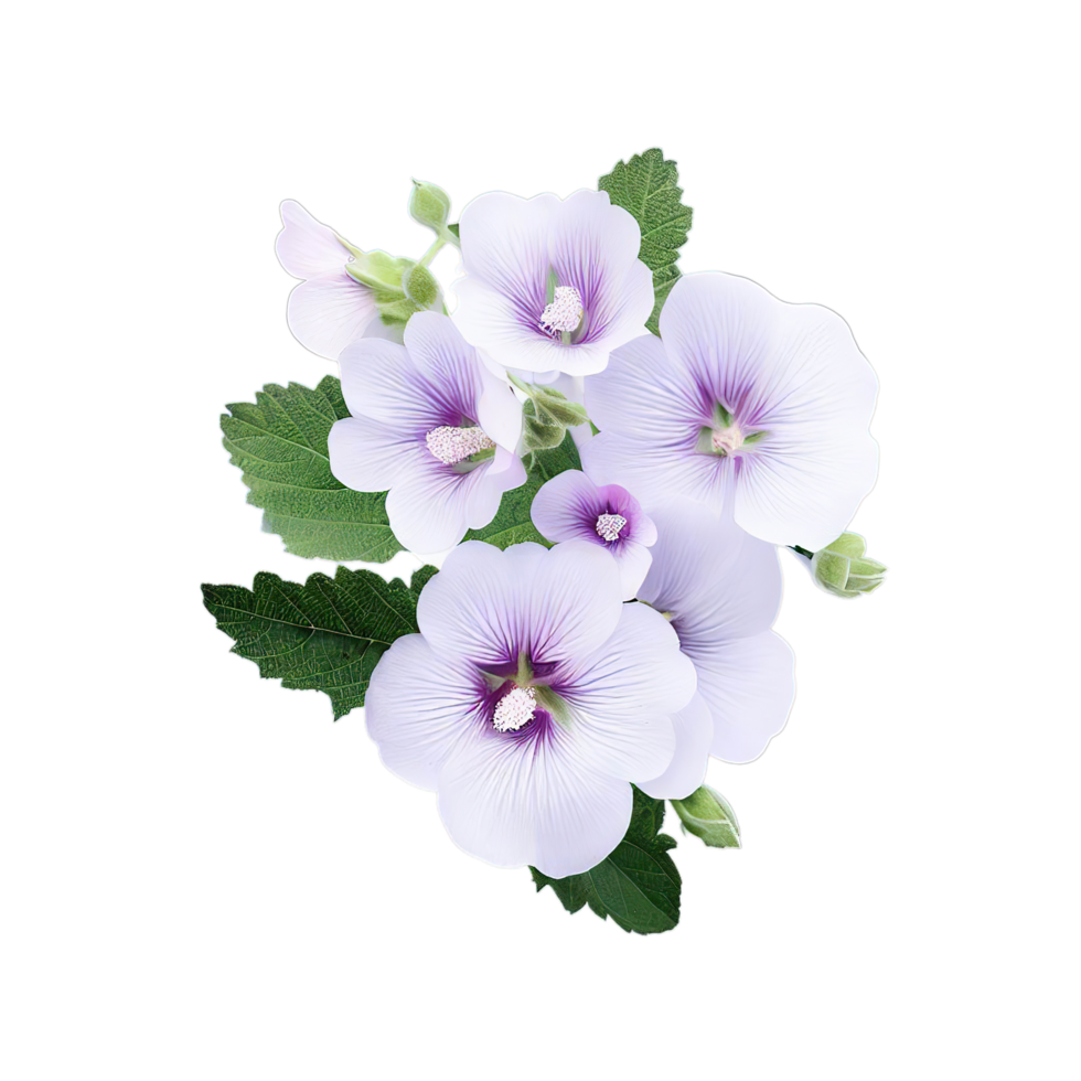 isolated flowers and tropical leaves png