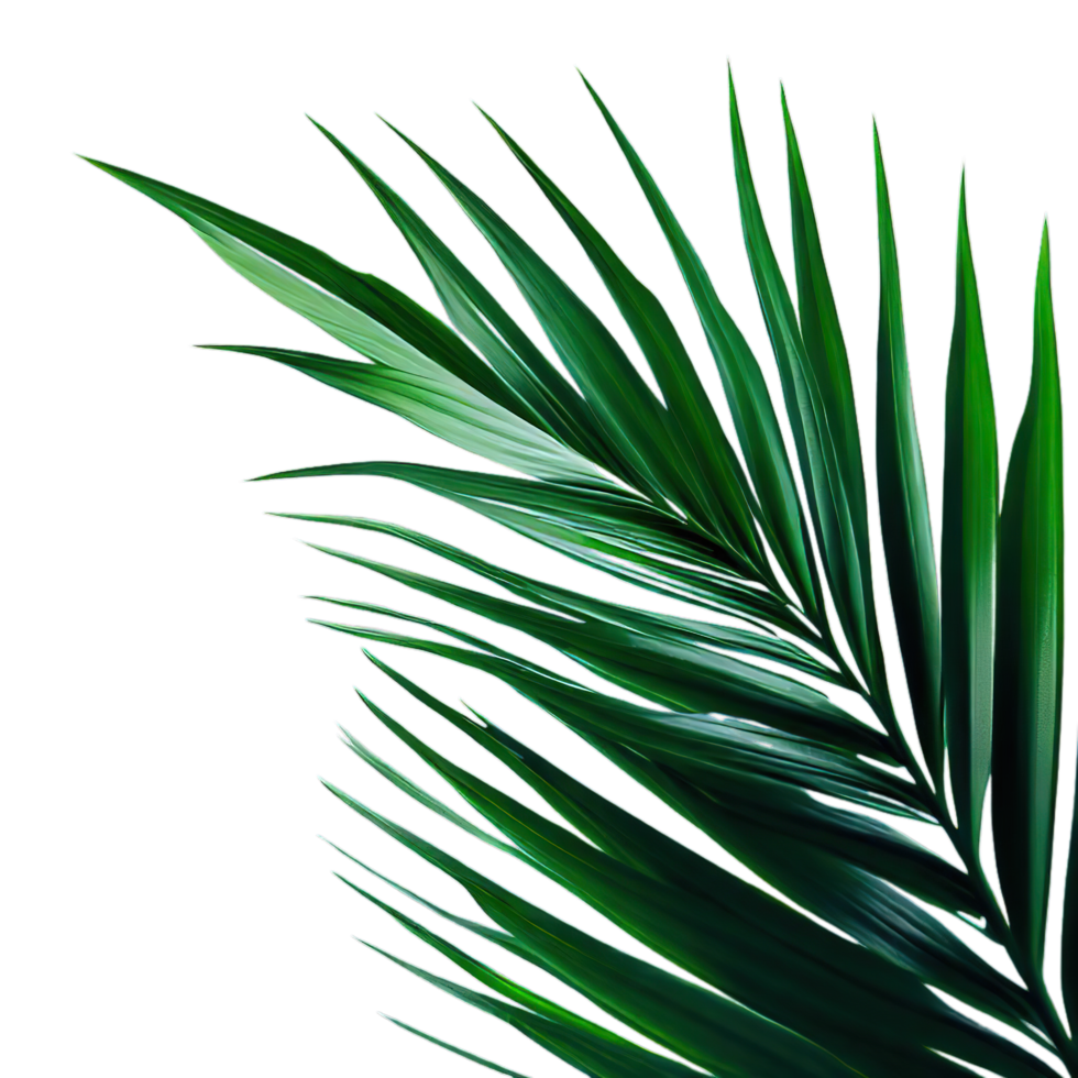geïsoleerd palm en zomer tropisch vertrekken ai generatief png