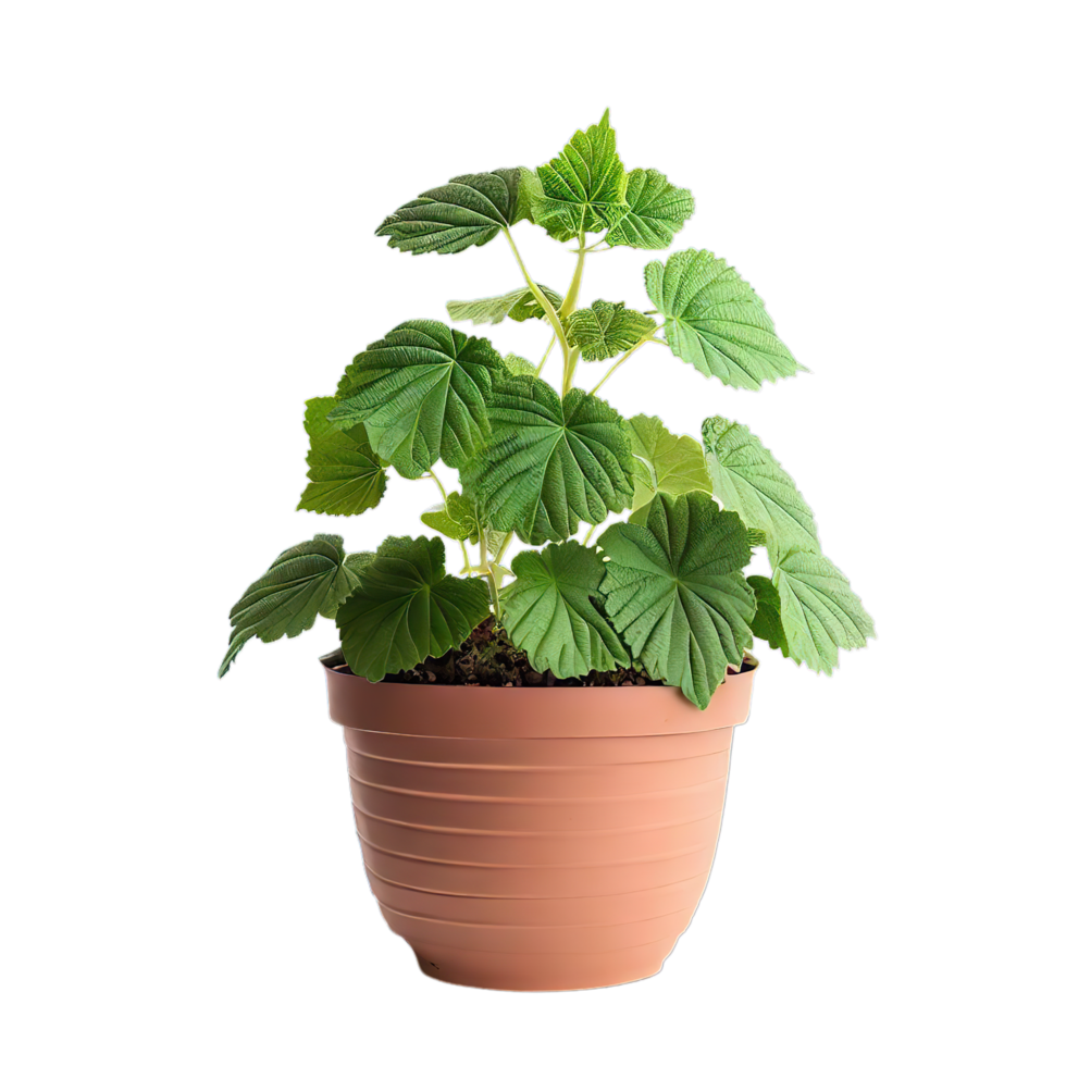 isolated flowers and tropical leaves png