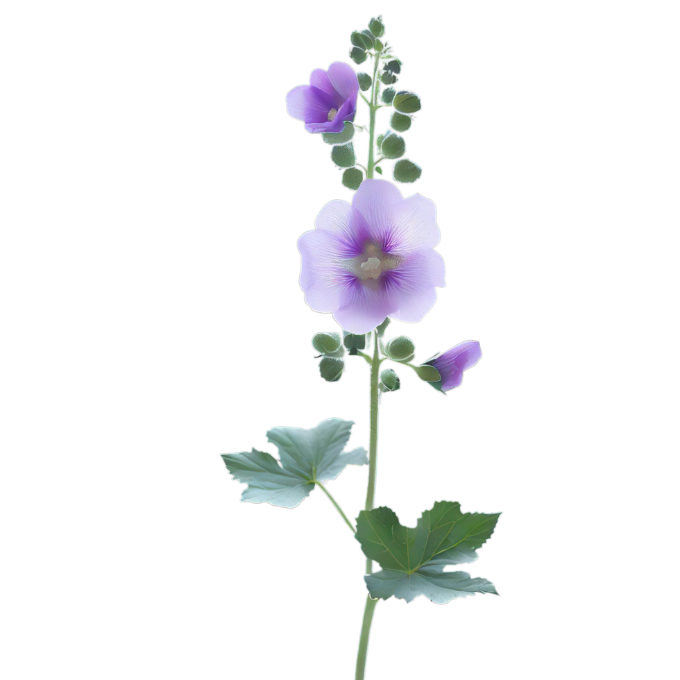 isolated flowers and tropical leaves png