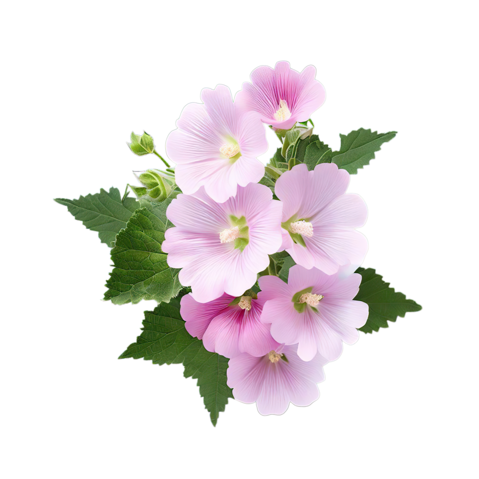 isolated flowers and tropical leaves png