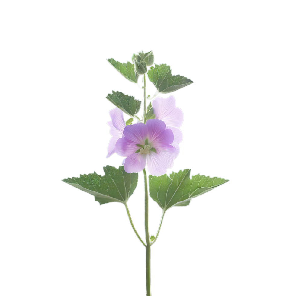 isolated flowers and tropical leaves png
