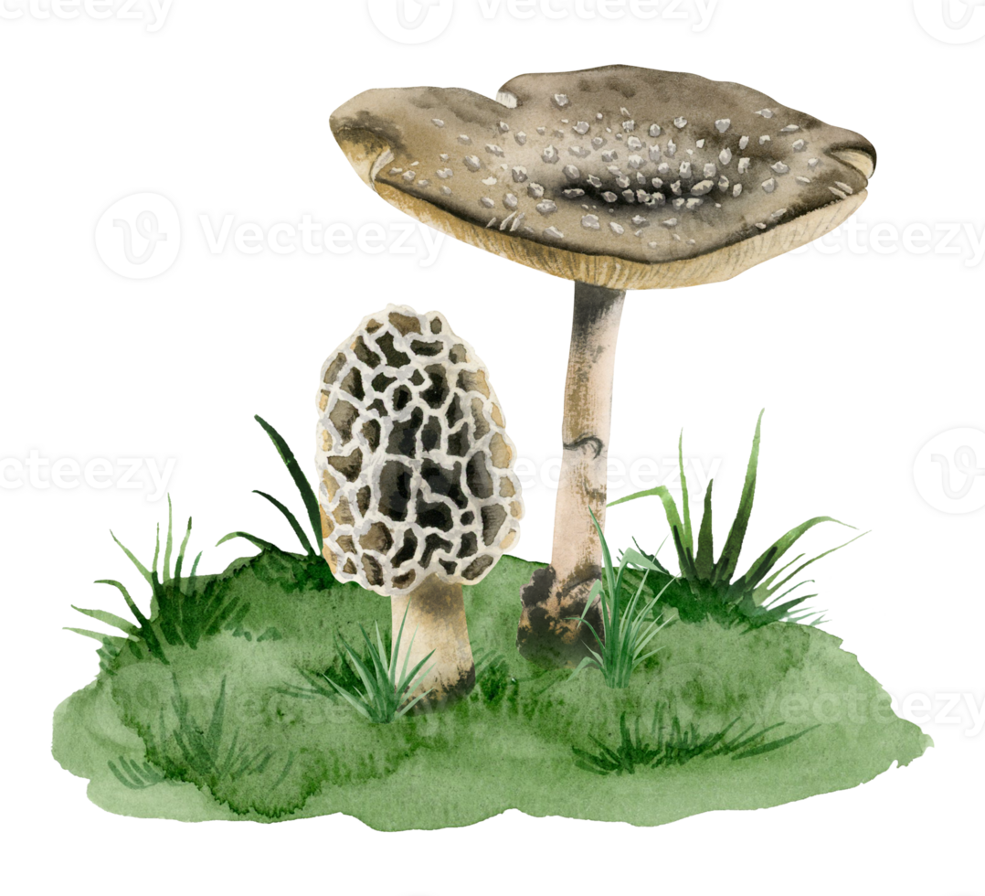 Fly agaric amanita panther cap poisonous mushroom and morel fungi growing in grass watercolor illustration png