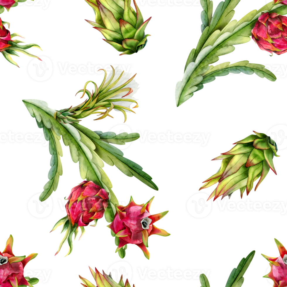 Watercolor pitaya cactus branches with red dragon fruits and flowers seamless pattern. Realistic botanical drawing of exotic growing tropical plants png