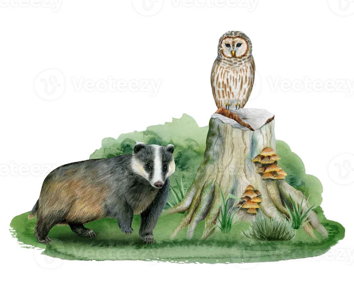 Woodland animals badger and owl on tree stump and grass watercolor forest illustration for children room designs png