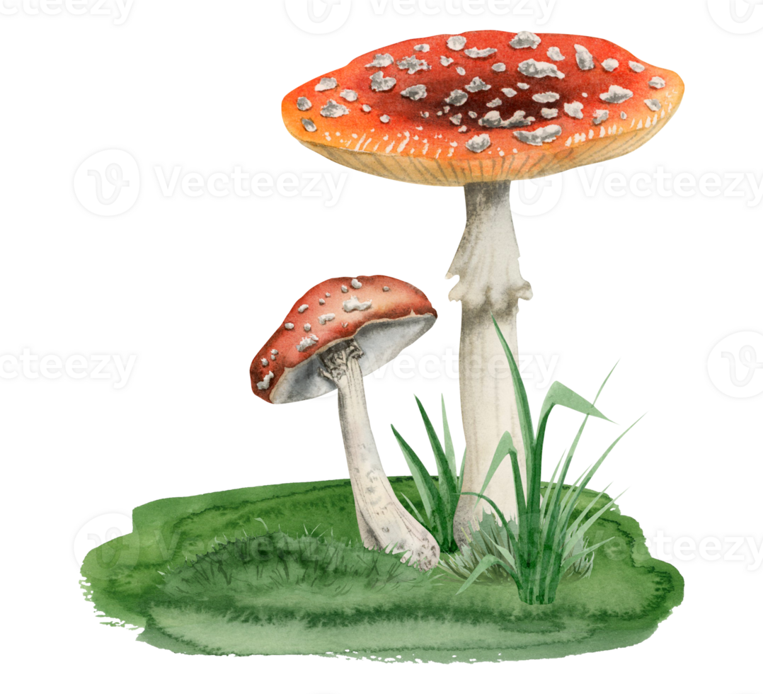 Red white fly agaric mushrooms growing in green grass watercolor illustration of Amanita spotted poisonous and toxic plants png