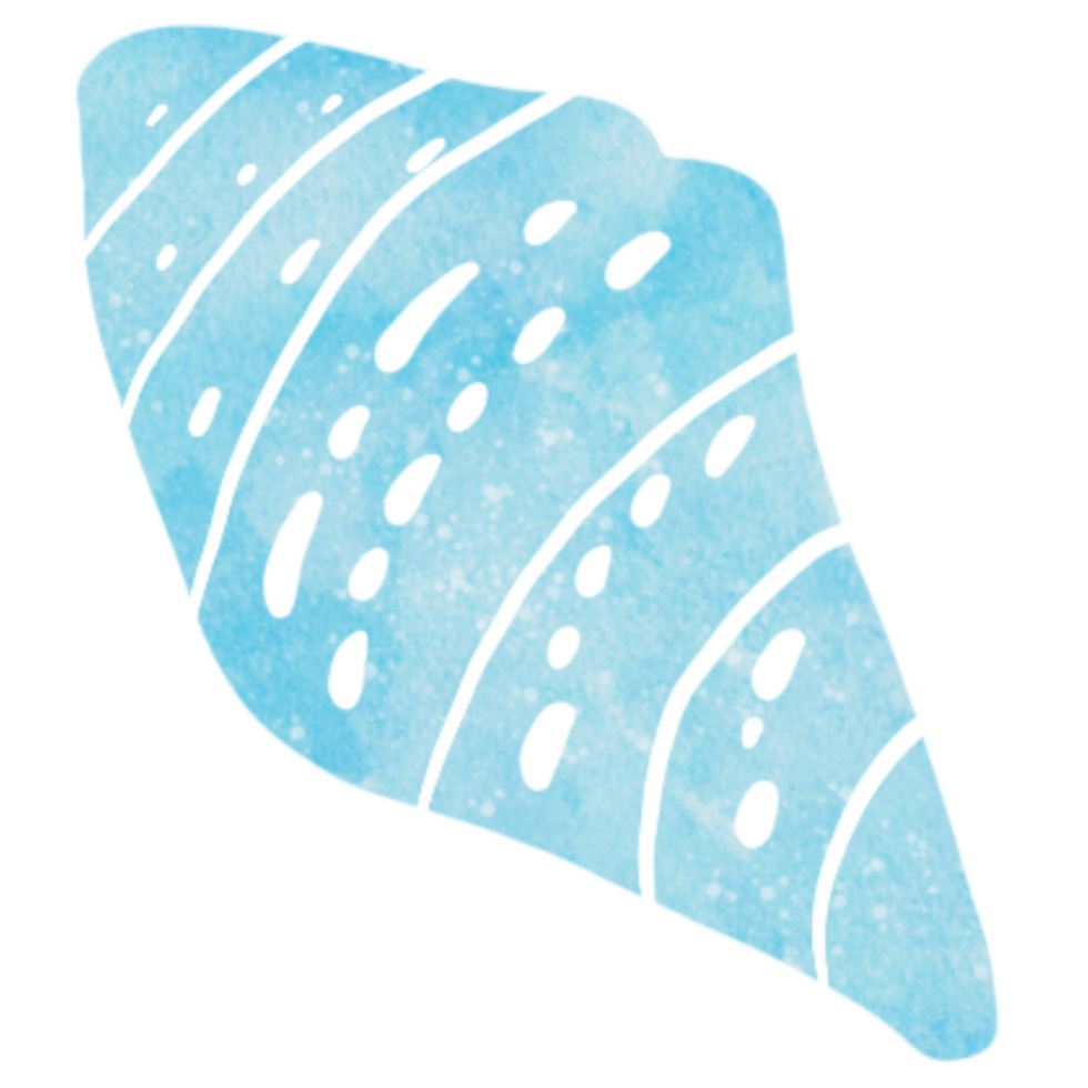 watercolor drawing shells png