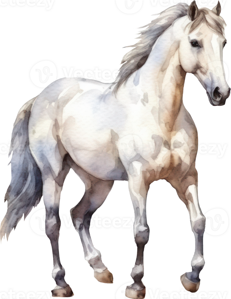 Horse Watercolor Illustration. png